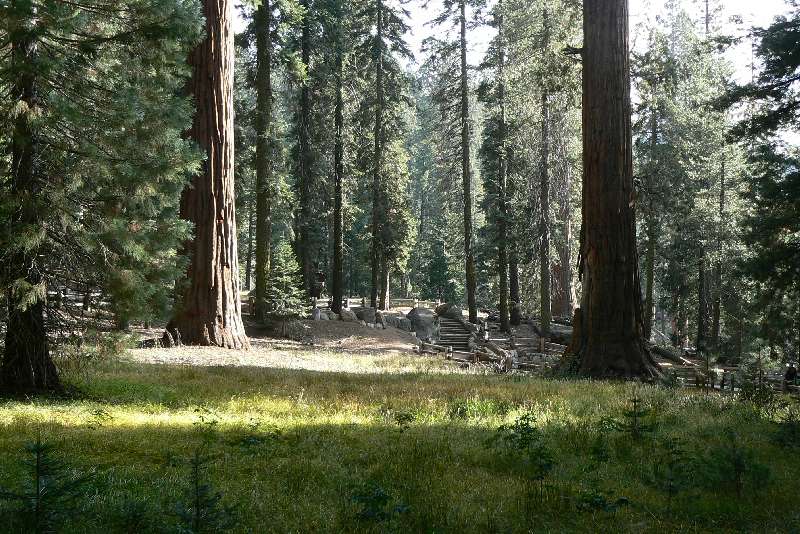 35 Sequoia National Park